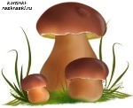 Картинки по запросу картинка для детей грибы